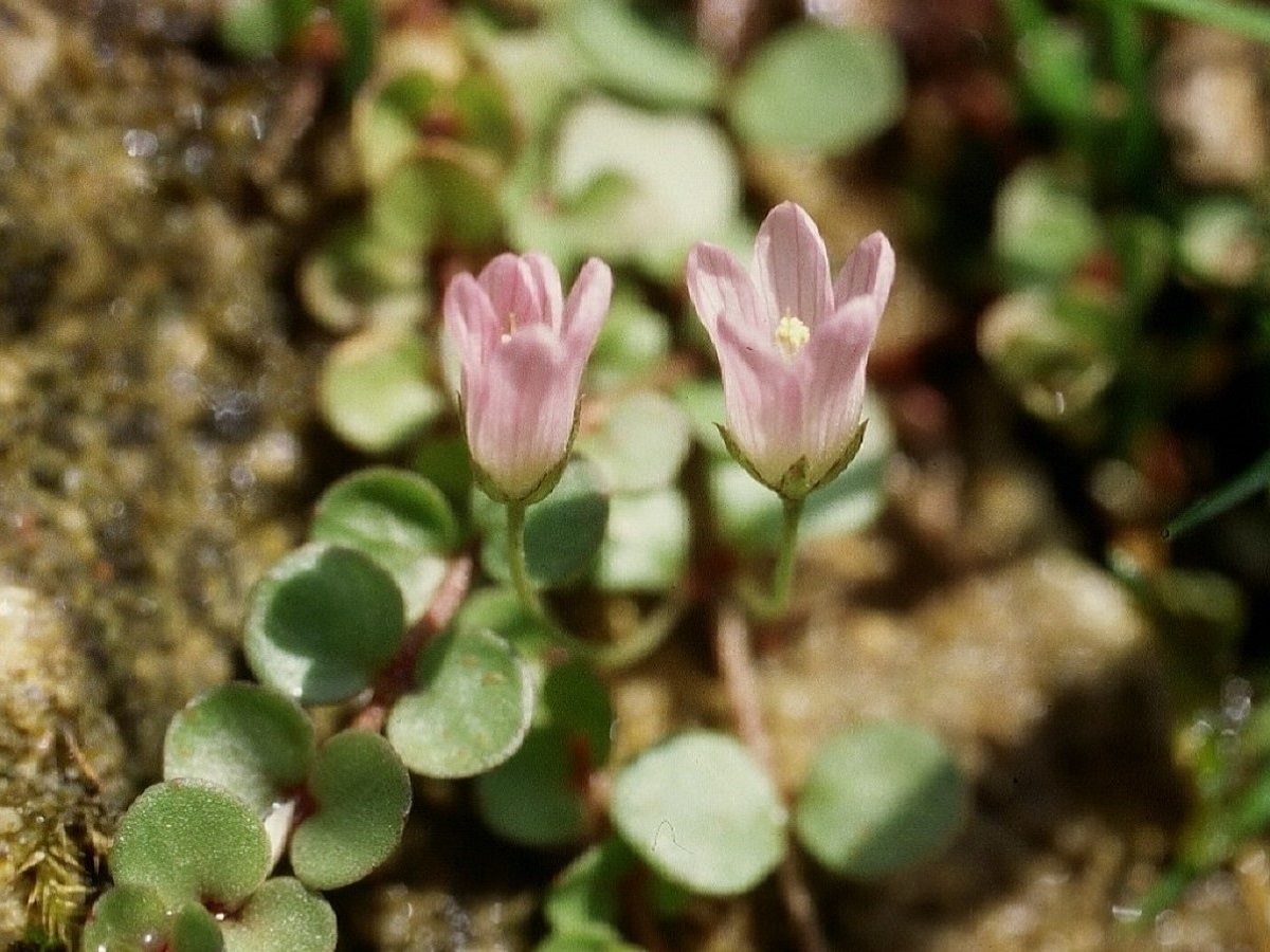 Lysimachia tenella (Primulaceae)